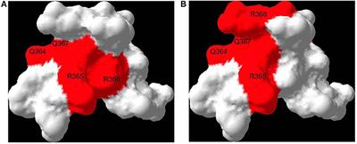 Receptor for Advanced Glycation End Products (RAGE) and Mechanisms and Therapeutic Opportunities in Diabetes and Cardiovascular Disease: Insights From Human Subjects and Animal Models